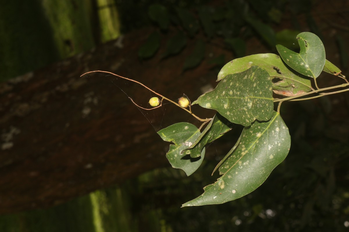 Hopea brevipetiolaris (Thwaites ex Trimen) P.S.Ashton